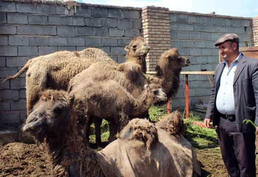 پرورش شتر دوکوهانه در شهرستان مرند حمایت می شود